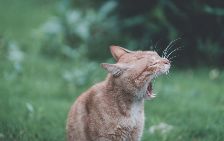 给猫咪绝育的弊端这些宠物医生可能不会告诉你