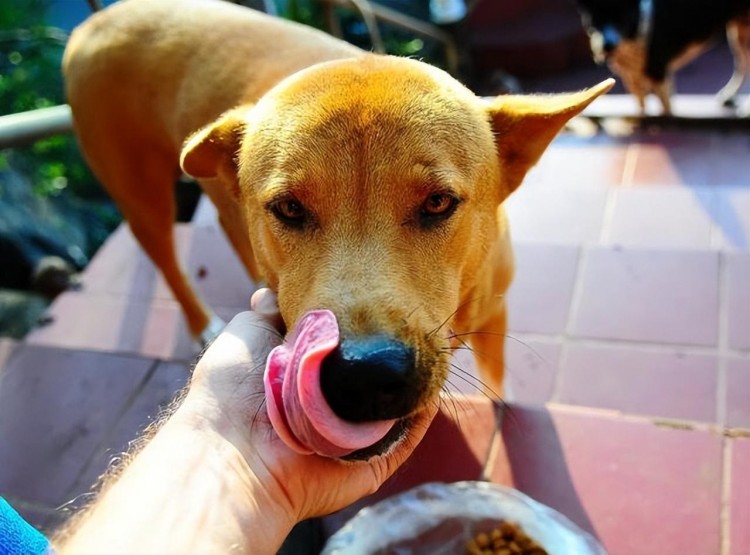 狗狗挑食怎么办这些办法可以解决问题