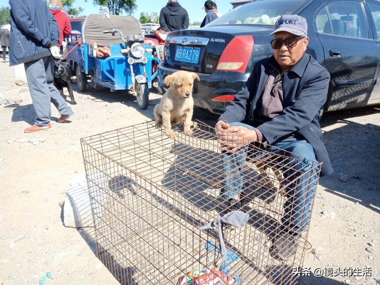 真实拍摄唐山最大狗市：马犬与金毛恋爱了，娃娃亲当众撒狗粮