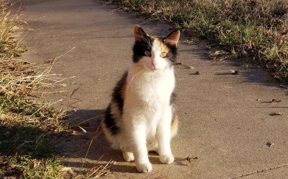 害羞流浪猫突然失踪，几天后却带着孩子全家来入住