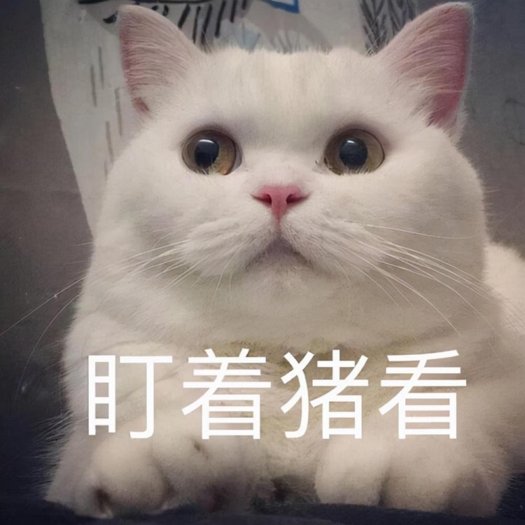 猫咪肚子为什么会“咕咕叫”？可能是生病了，主人不要忽视