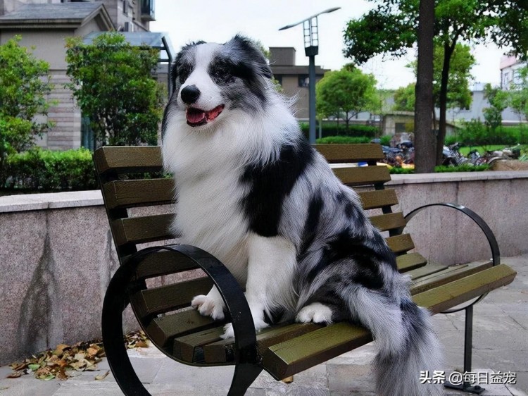 智商与颜值通通在线的边境牧羊犬为什么很少人养