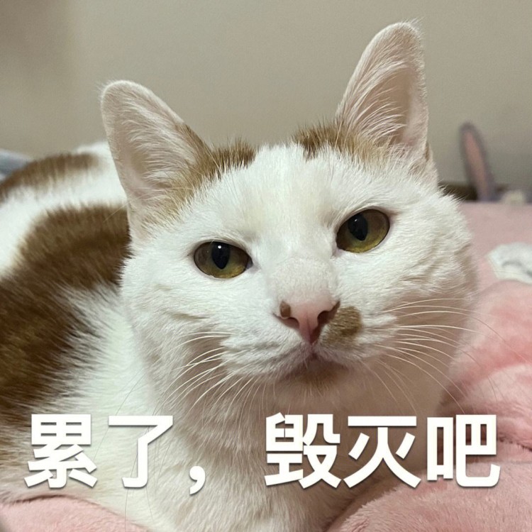 养猫须知：猫咪毛发差，该怎么办呢？