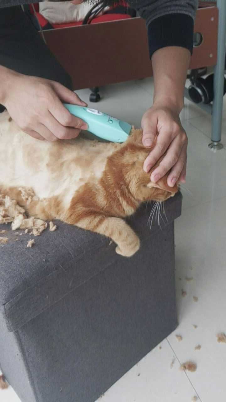 养猫须知：猫咪毛发差该怎么办呢