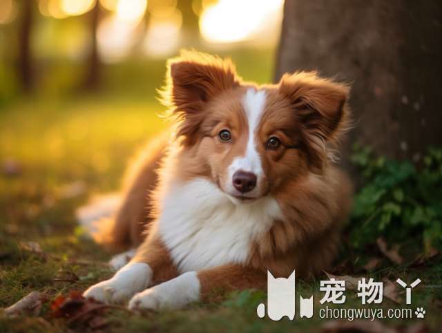 这六种方式喂拉布拉多犬，就是在“坑”它，寿命只会更短